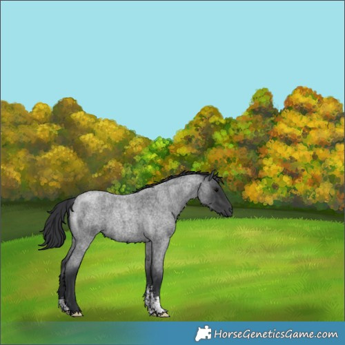 Horse Color:Blue Roan Sabino
