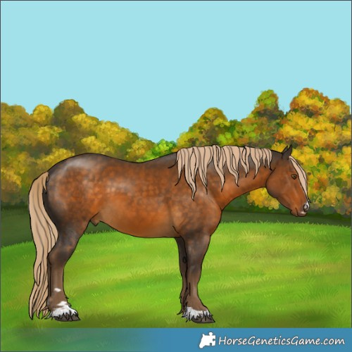 Horse Color:Chocolate Palomino 