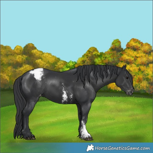 Horse Color:Black Sabino Appaloosa 