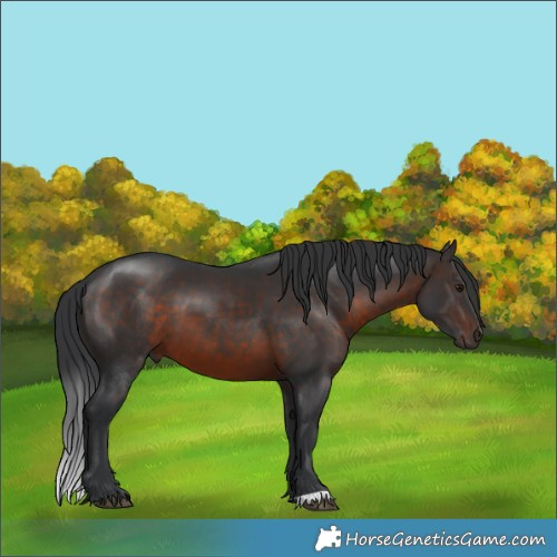 Horse Color:Brown 