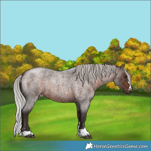 Horse Color:Silver Brown Roan 