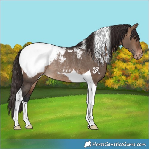 Horse Color:Brown Dun Tobiano Appaloosa Rabicano 