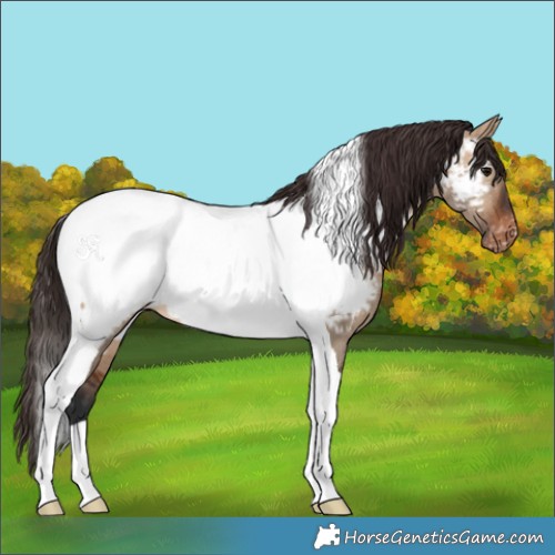 Horse Color:Bay Dun Tobiano Appaloosa Brindle 