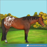 Horse Color:Bay Appaloosa  and Bay Appaloosa 