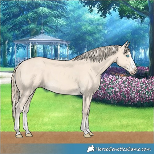 Horse Color:Cremello Splash  and Perlino Splash 