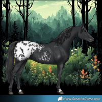 Horse Color:Black Appaloosa
