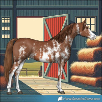 Horse Color:Chestnut Sabino 