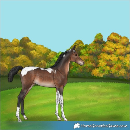 Horse Color:Brown Tobiano Rabicano 