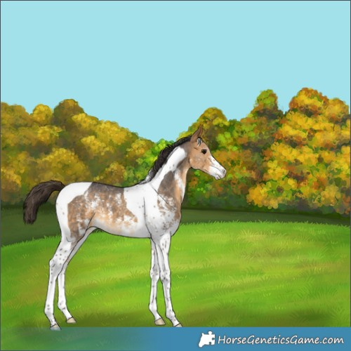 Horse Color:Buckskin Sabino Tobiano