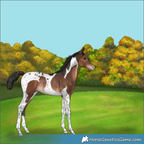 Horse Color:Brown Tobiano Rabicano 