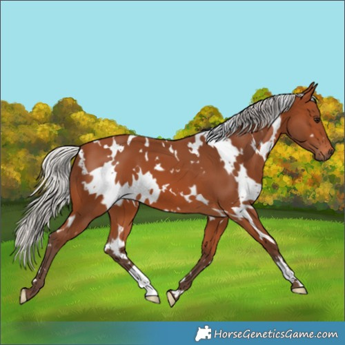 Horse Color:White Spotted Silver Bay 