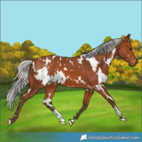 Horse Color:White Spotted Silver Bay 