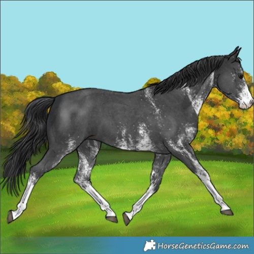 Horse Color:White Spotted Black