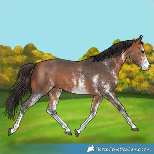 Horse Color:White Spotted Bay 