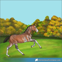 Horse Color:White Spotted Bay 