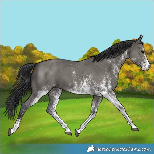 Horse Color:White Spotted Grullo 