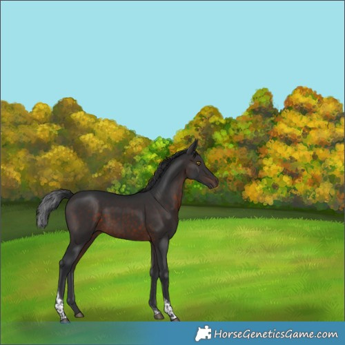 Horse Color:Brown Tobiano 