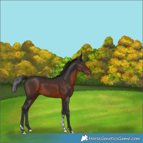 Horse Color:Brown Tobiano 