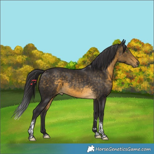 Horse Color:Buckskin Tobiano 