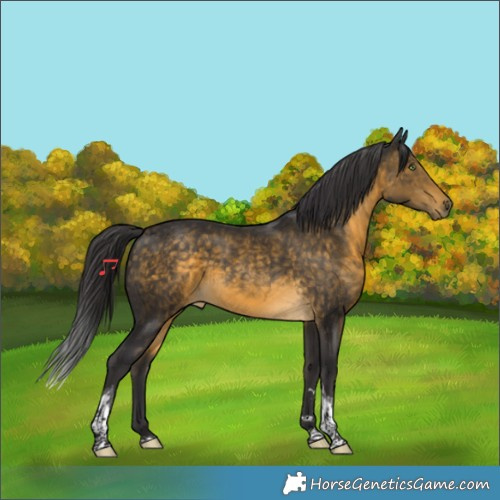 Horse Color:Buckskin Tobiano 