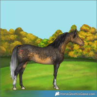 Horse Color:Buckskin Tobiano
