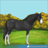 Horse Color:White Spotted Black 