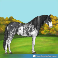 Horse Color:Black Sabino 