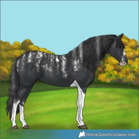 Horse Color:Powder White Black Tobiano 