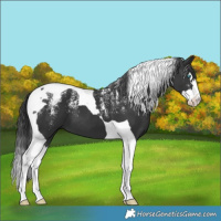 Horse Color:Powder White Black Splash Tobiano 