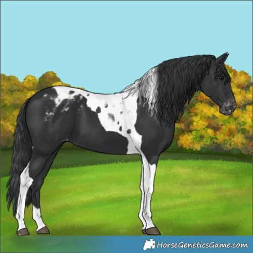Horse Color:Black Tobiano Appaloosa 