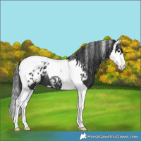 Horse Color:Powder White Black Splash Tobiano Blanket 