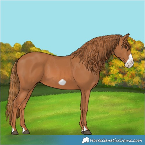 Horse Color:Chestnut Frame 