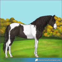 Horse Color:Liver Chestnut Tobiano 
