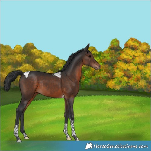 Horse Color:Brown Tobiano Rabicano 