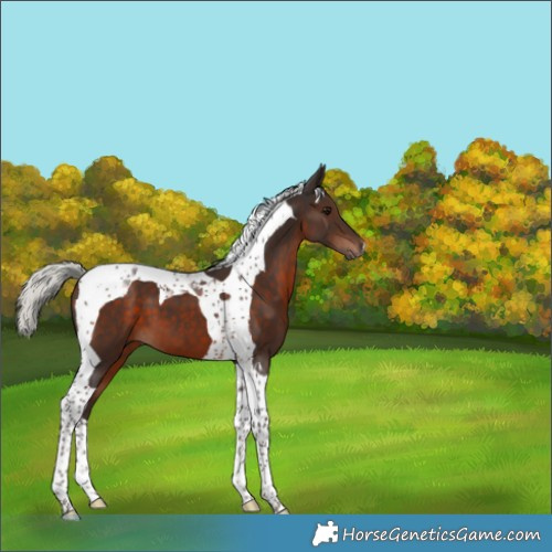 Horse Color:Silver Brown Tobiano