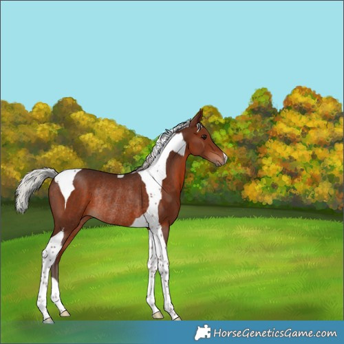 Horse Color:Silver Brown Tobiano Rabicano 