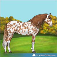 Horse Color:Chestnut Splash Appaloosa 