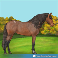 Horse Color:Bay Varnish 