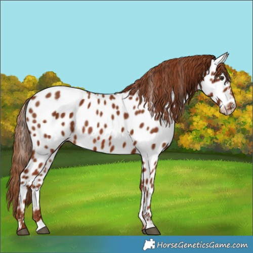 Horse Color:Chestnut Appaloosa Rabicano 