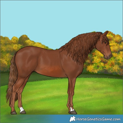 Horse Color:Chestnut 