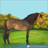 Horse Color:Buckskin 