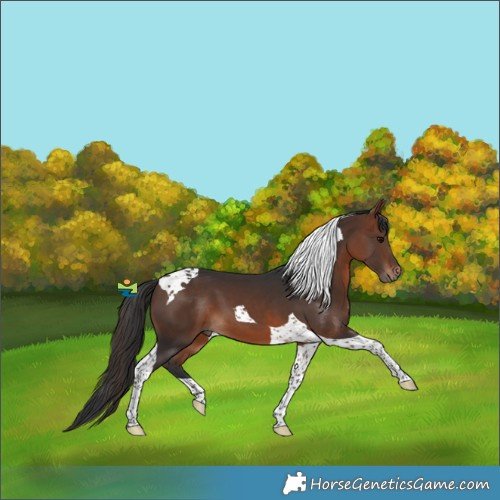 Horse Color:Bay Tobiano 