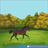 Horse Color:Brown Tobiano