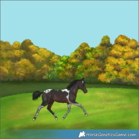 Horse Color:Brown Tobiano