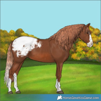 Horse Color:Chestnut Splash Snowcap 