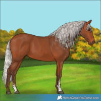 Horse Color:Silver Bay Sabino 