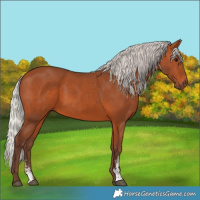 Horse Color:Silver Bay Sabino 