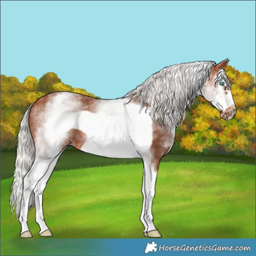 Horse Color:White Spotted Silver Bay Splash Frame 