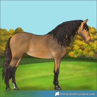 Horse Color:Buckskin 