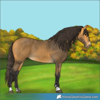 Horse Color:Buckskin